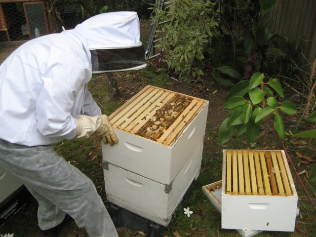 Inspecting the bee hives
