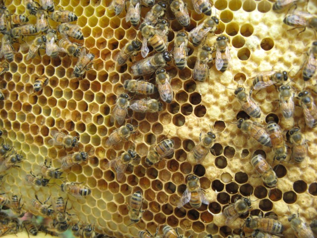 Capped brood and plenty of pollen but where are the bee larvae?