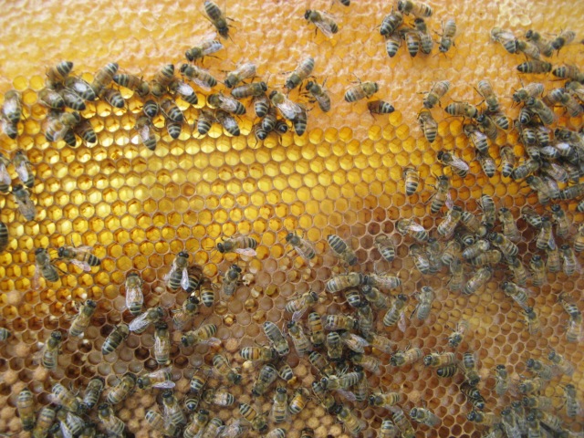 Lovely brood frame with honey on top, lots of larvae and capped brood grouped well